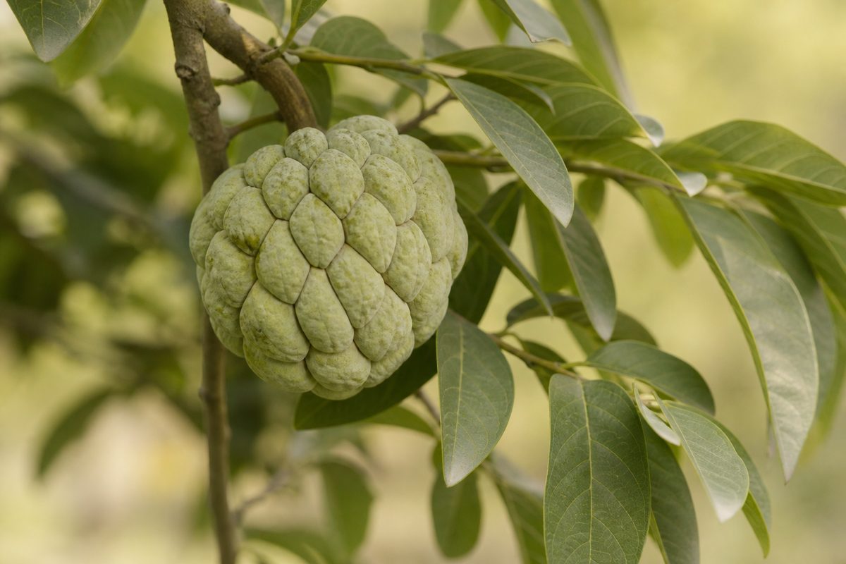 Annona squamosa — Fruit écailleux caractéristique de la pomme cannelle.
