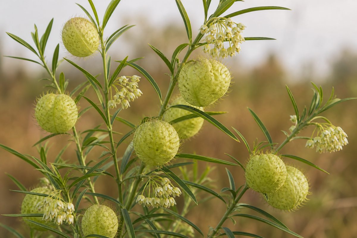 Asclepias physocarpa : port arbustif, fleurs blanches en ombelles et fruits gonflés couverts de soies souples
