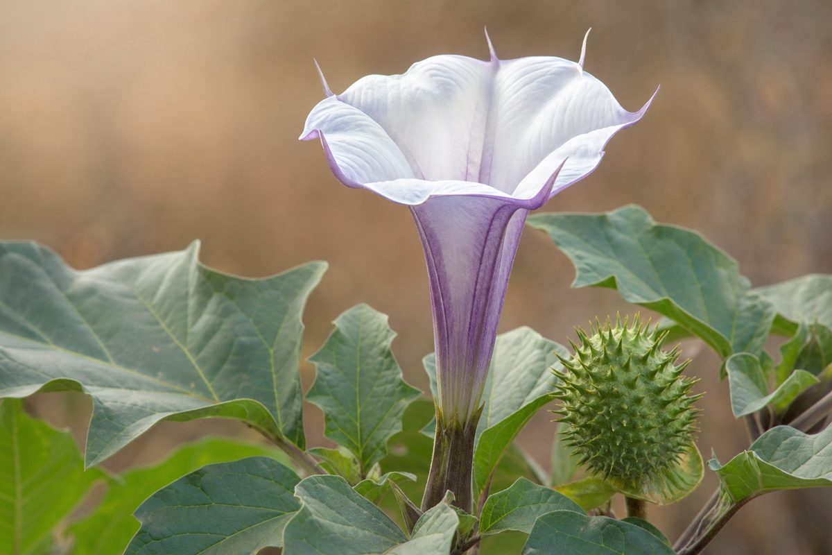 Datura metel — Grande fleur en trompette du Datura metel.