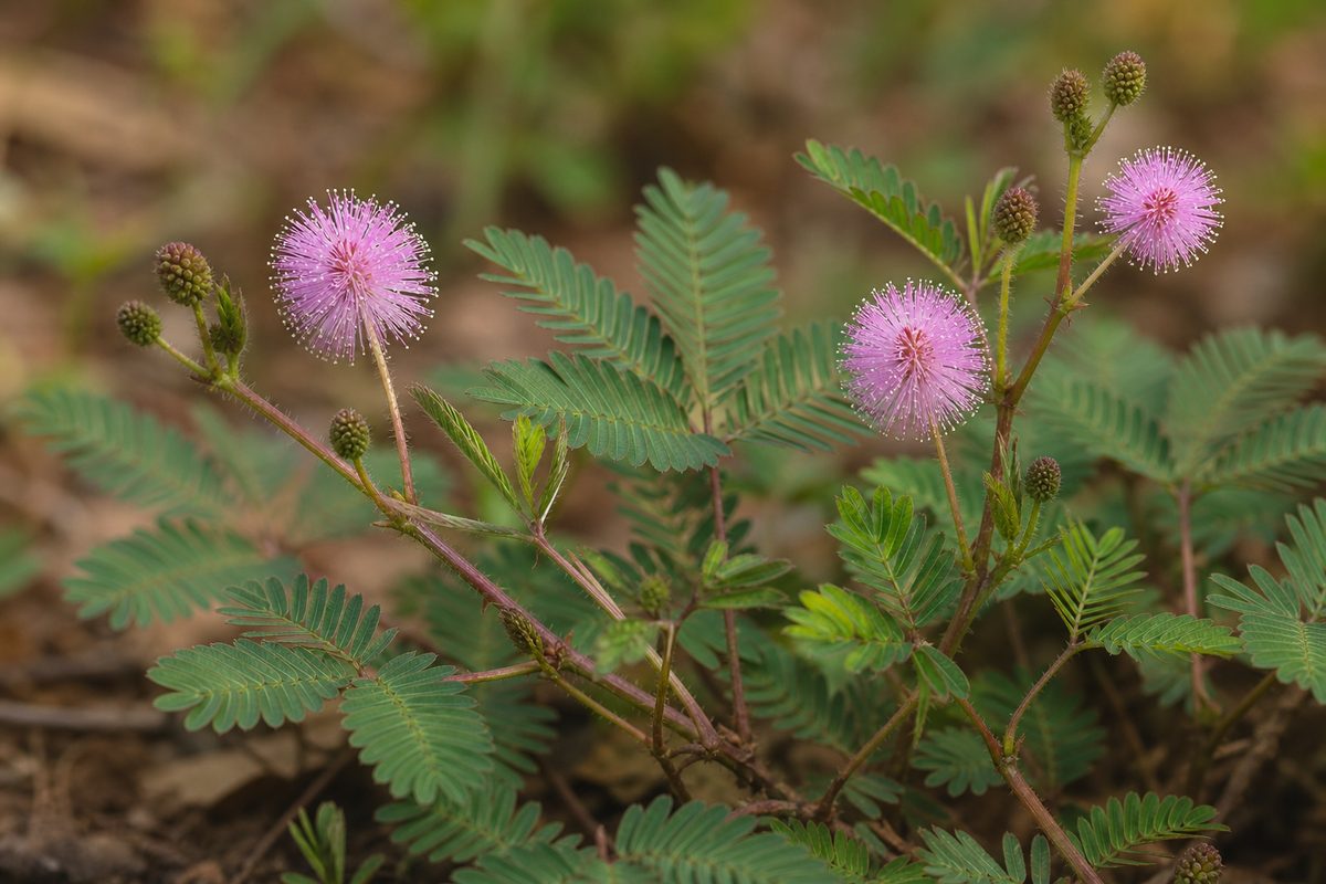 Mimosa pudica — Feuilles pennées et capitule rose de la sensitive.