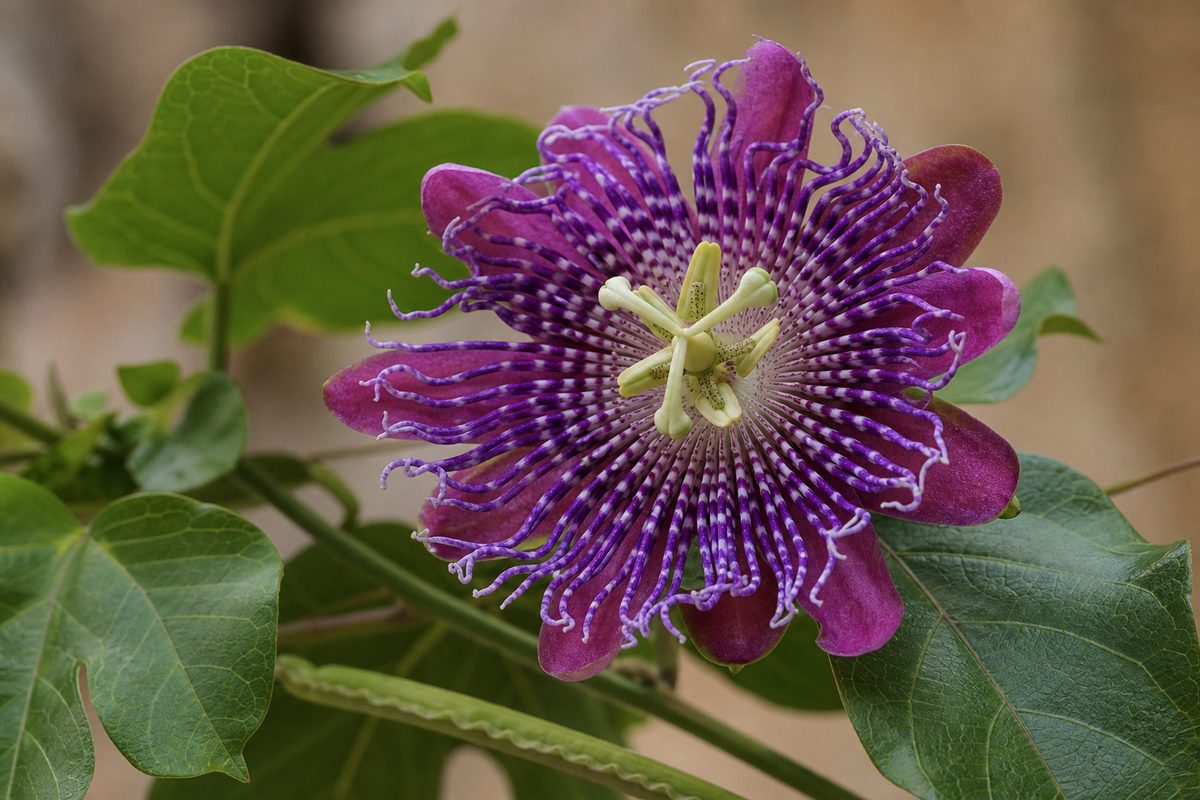Passiflora alata — Fleur richement colorée de la passiflore ailée.