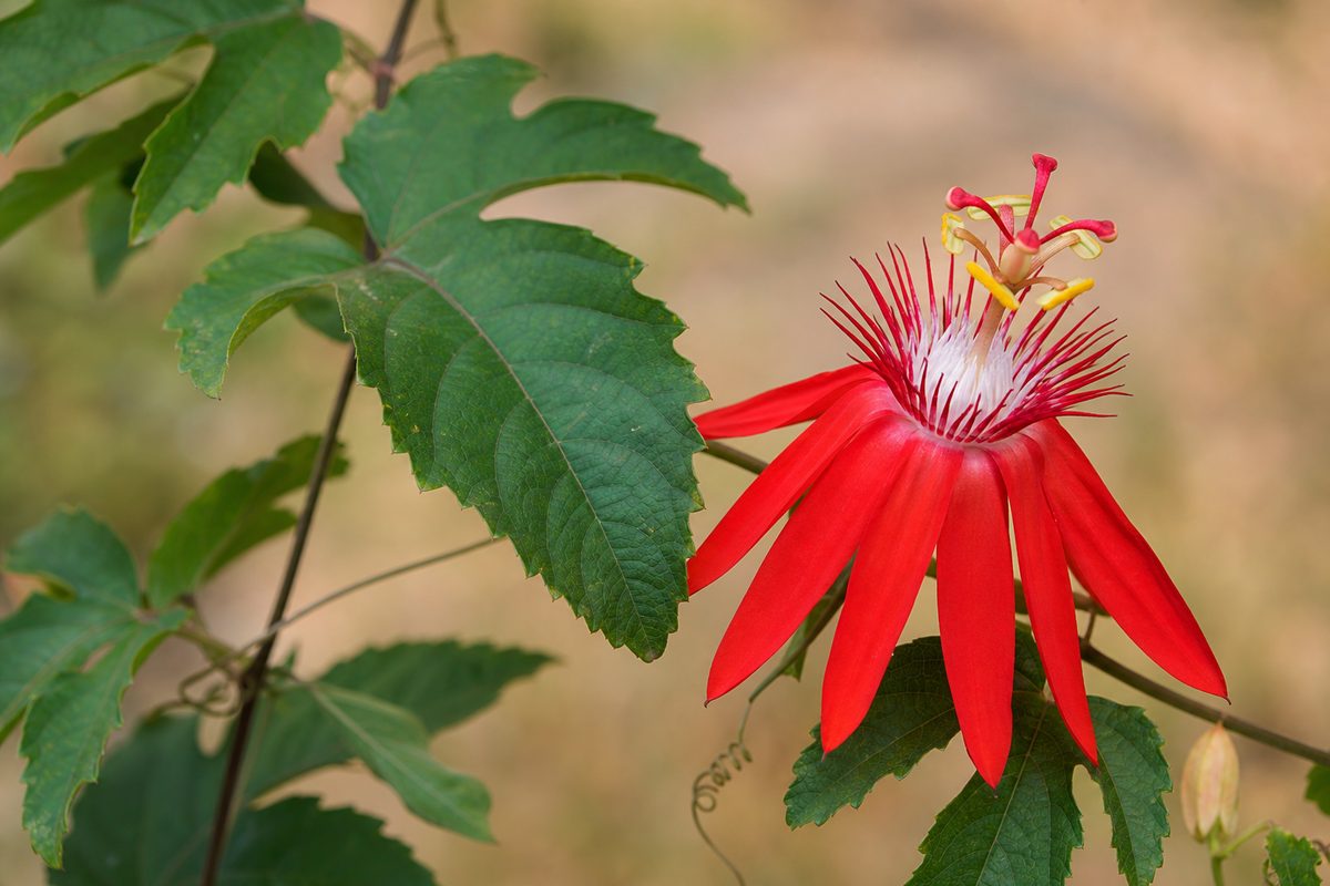 Passiflora coccinea — Fleur écarlate de Passiflora coccinea.
