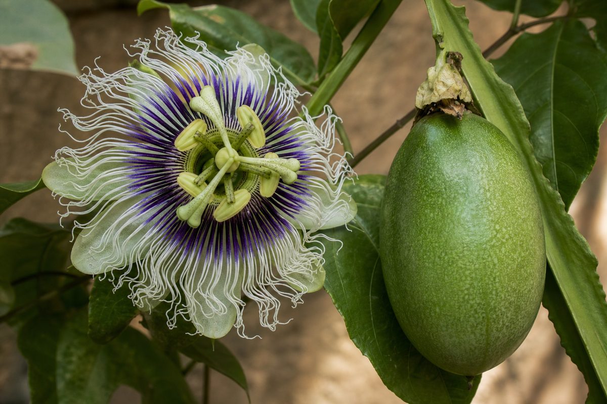 Passiflora quadrangularis — Fleur et tige quadrangulaire caractéristiques de la barbadine.