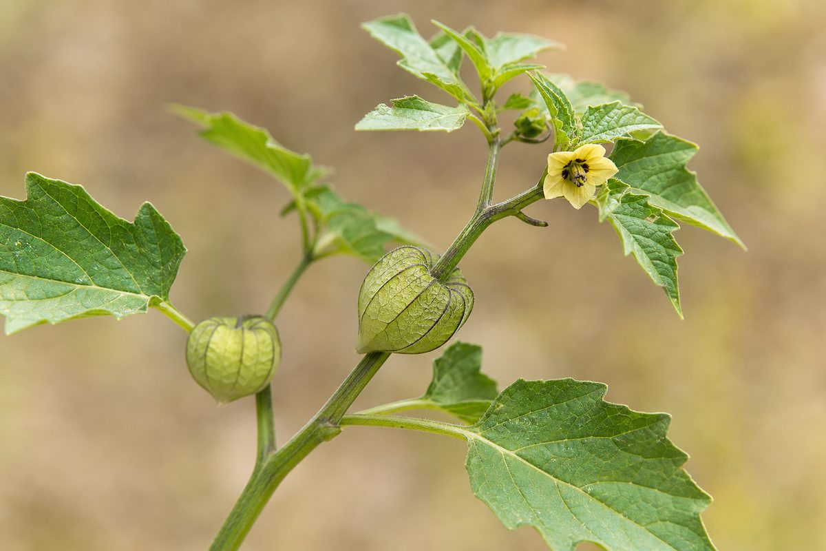 Physalis angulata — Fruit enfermé dans son calice en lanterne (Physalis angulata).