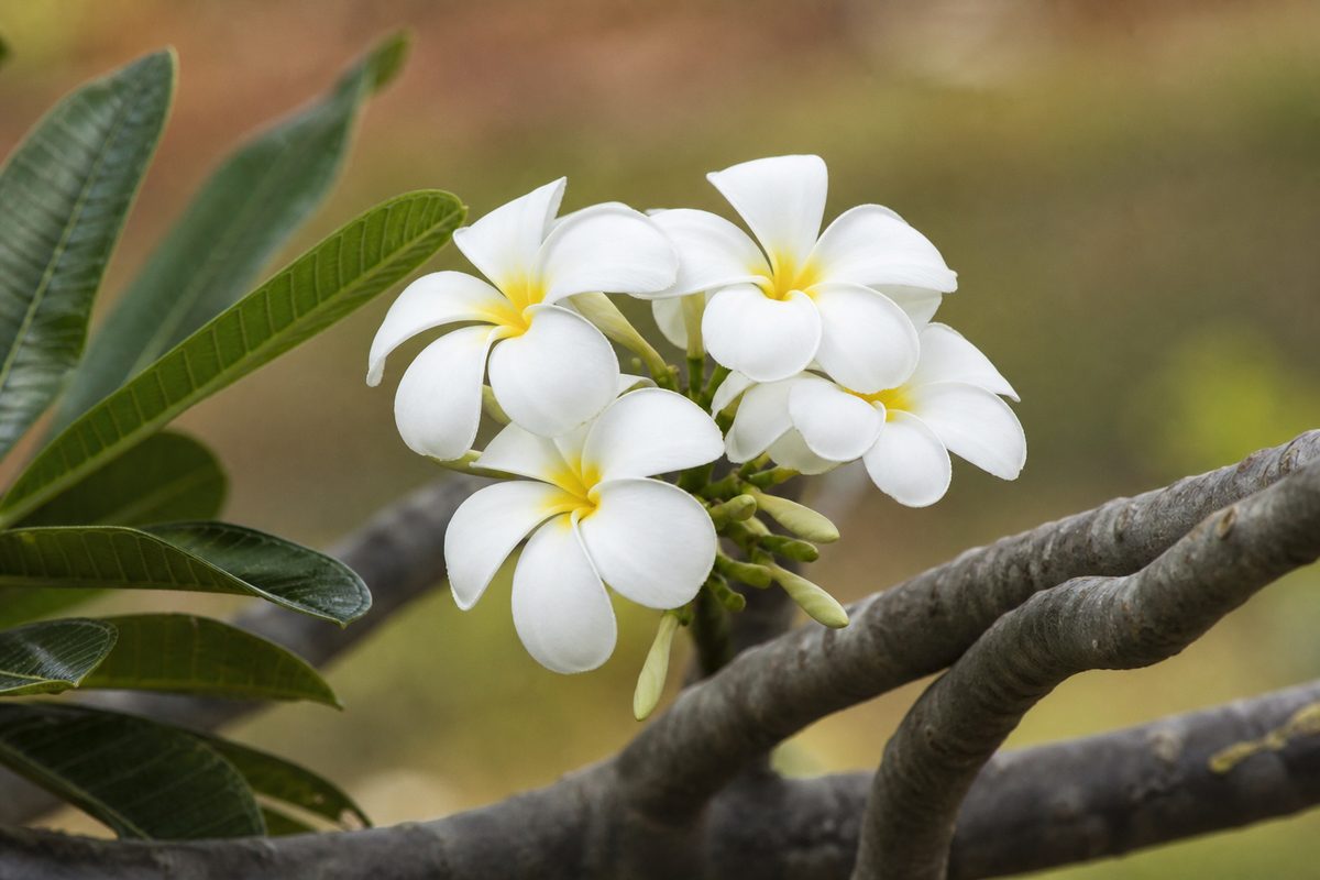 Plumeria alba — Fleurs blanches à cœur jaune du frangipanier.