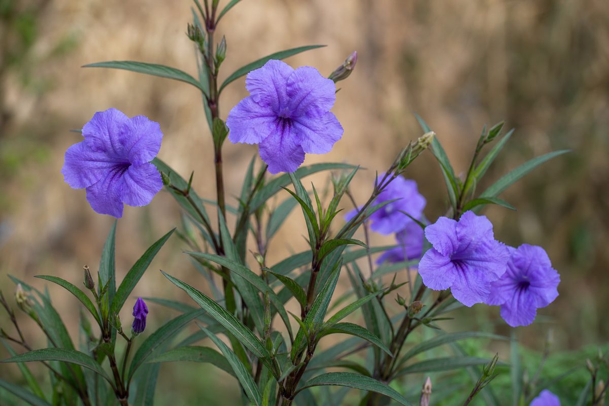 Ruellia brittoniana — Fleurs bleu-violet de la ruellie.