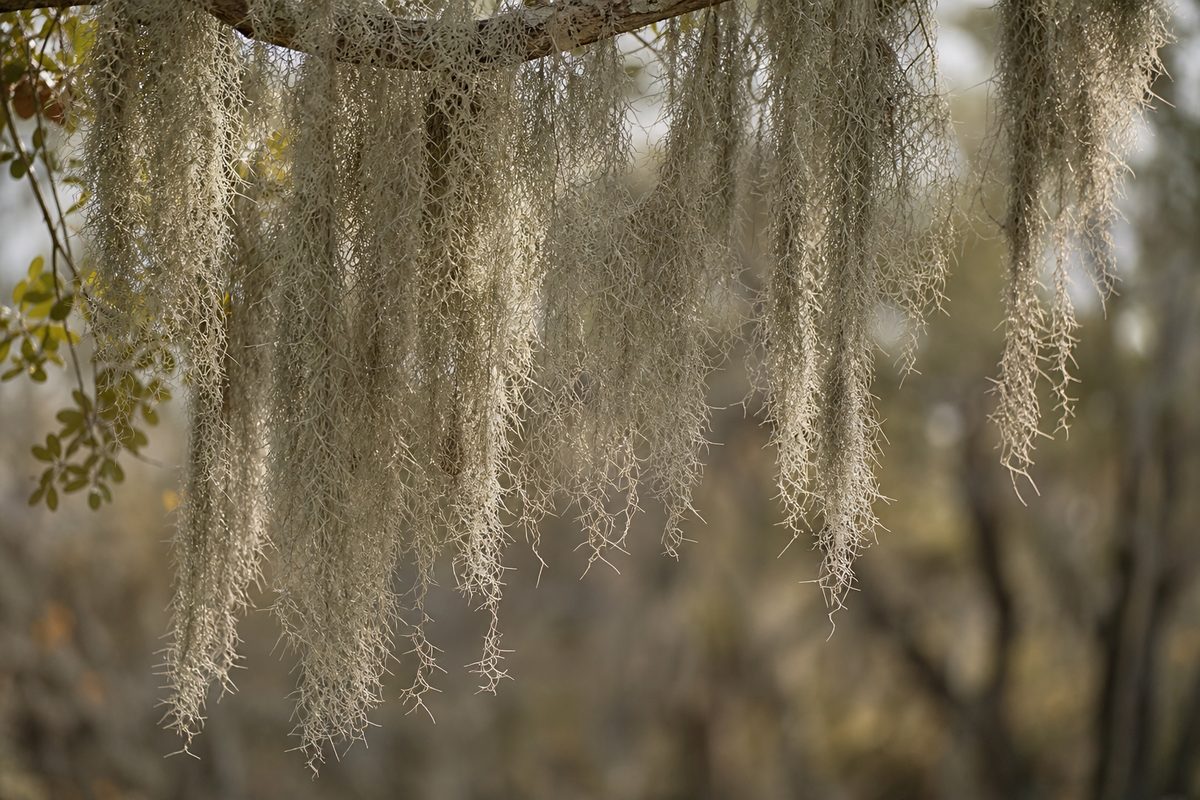Tillandsia usneoides — Guirlandes pendantes de la fille de l'air.